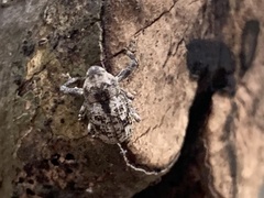 Episcirrus brachialis