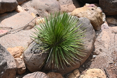 Agave geminiflora