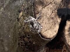 Episcirrus brachialis