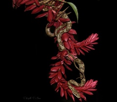 Puffing Snake photo 4