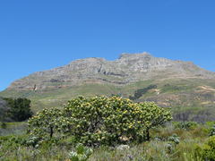 Leucospermum conocarpodendron conocarpodendron