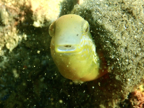 Brown sabretooth blenny (Petroscirtes lupus) — Blenniidae — 2