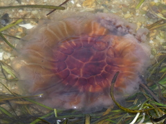 Cyanea capillata