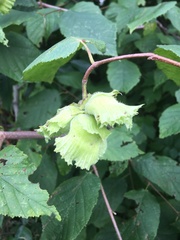 Corylus americana