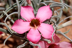 Adenium oleifolium