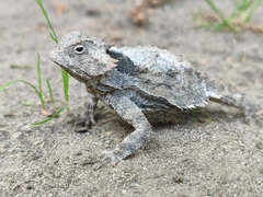 Phrynosoma braconnieri