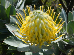 Leucospermum conocarpodendron conocarpodendron