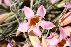 Adenium oleifolium