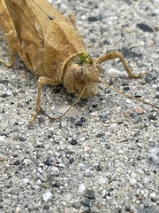 Dissosteira carolina