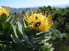 Leucospermum conocarpodendron conocarpodendron