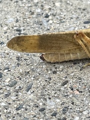 Dissosteira carolina