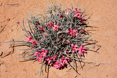 Adenium oleifolium