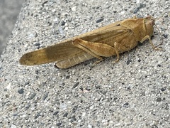 Dissosteira carolina