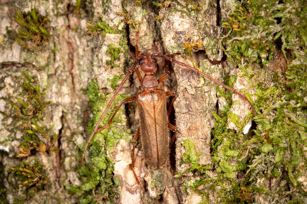 Vesperus aragonicus