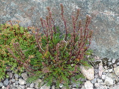 Potentilla bimundorum