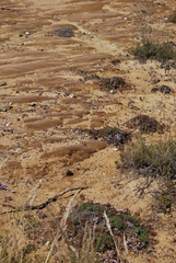 Limonium kraussianum