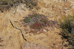 Limonium kraussianum