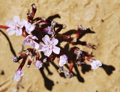 Limonium kraussianum