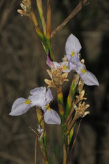 Moraea polystachya
