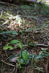 Pyrola crypta