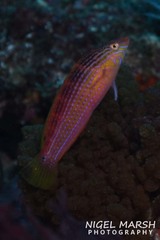 Suezichthys arquatus