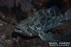 Epinephelus malabaricus