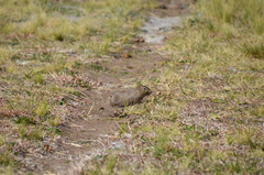 Microcavia australis