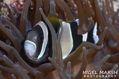 Amphiprion latezonatus