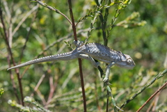 Bradypodion gutturale