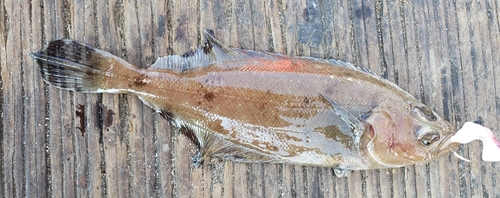 Slender sole (Lyopsetta exilis) — Pleuronectidae — 3