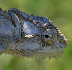 Bradypodion gutturale