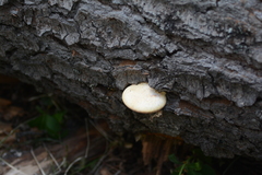 Cryptoporus