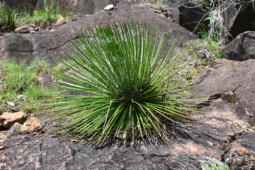 Agave geminiflora