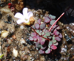 Oxalis commutata
