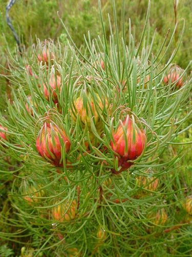 Channel-leaf featherbush (Aulax cancellata)