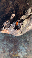 Stenelytrana emarginata