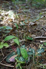 Pyrola crypta