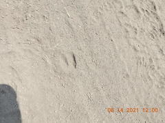 Sus scrofa domesticus