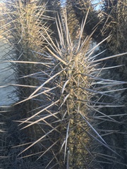 Trichocereus