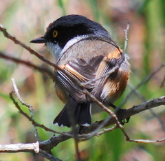 Batis capensis capensis