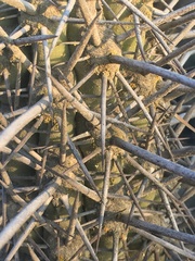 Trichocereus