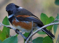 Batis capensis capensis