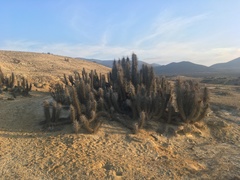 Trichocereus