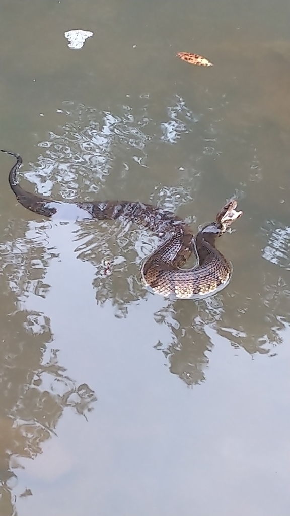 Northern Cottonmouth from Marshall County, USAL, US on August 15, 2021