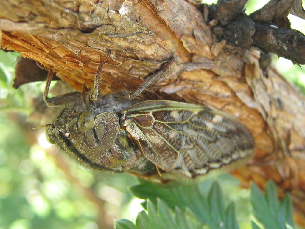 Ouhout Orangewing Cicada