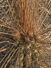 Eulychnia breviflora