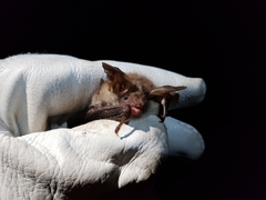 Myotis bechsteinii