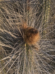 Eulychnia breviflora