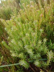 Leucadendron radiatum