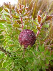 Leucadendron radiatum